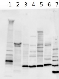 Dsp | Death-specific protein in the group Plant/Algal Antibodies / Diatoms at Agrisera AB (Antibodies for research) (AS10 935)